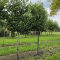 Prunus laurocerasus 'Novita' - Foto 1