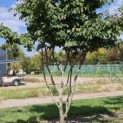 Parrotia persica - Foto 6