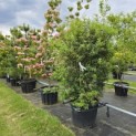Osmanthus x Burkwoodii - 1