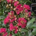 Lagerstroemia indica 'Tuscarora' - Foto 1