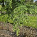 Cedrus deodara - 1