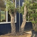 Quercus Suber - 3