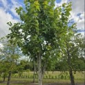 Acer rubrum 'Summer Red' - 2