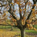 Carpinus betulus - november 2025