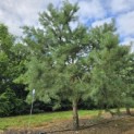 Pinus sylvestris - 4