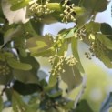 Tilia tomentosa - Foto 1