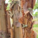 Acer griseum - Foto 4