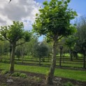 Platanus hispanica - 1