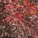 Acer palmatum 'Garnet' - 6