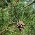 Pinus sylvestris - Foto 1