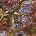 Acer palmatum 'Garnet' - 1