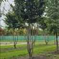 Parrotia persica 'Vanessa' - 4