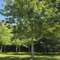 Quercus rubra - 7