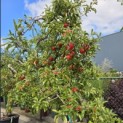 Malus domestica 'Elstar' - 3