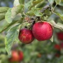 Malus domestica 'Elstar' - 4