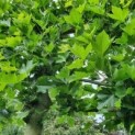 Leiplataan etages met blad