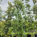 Quercus ilex - 1