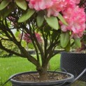 Rhododendron Yakushimanum 'Fantastica' - Foto 3