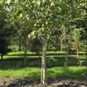 Juglans regia - Foto 1