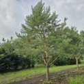 Pinus sylvestris - Foto 5