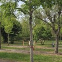 Juglans Nigra - 2
