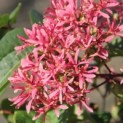 Heptacodium miconioides - Foto 1