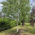 Betulus utilis Doorenbos (Jacquemontii) - juni 2026