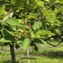 Amelanchier lamarckii - Foto 5
