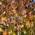 Liquidambar styraciflua - 4
