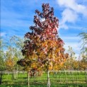 Liquidambar styraciflua - 3