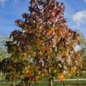 Liquidambar styraciflua - 2