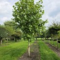 Platanus x hispanica - Foto 9