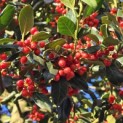 Ilex 'Nellie R. Stevens' - 6
