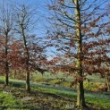 Carpinus betulus - 2