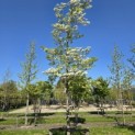 Cornus florida - 1