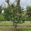 Parrotia persica - 3