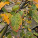 Amelanchier lamarckii - Foto 1