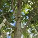 Acer Rubrum 'Brandywine' - Foto 2
