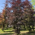 Fagus sylvatica 'Atropunicea' - 1