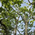 Carpinus betulus - 5