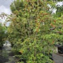 Crataegus monogyna - 3