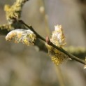 Salix Alba - voorbeeld bloei