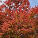 Acer palmatum 'Trompenburg' - Foto 4