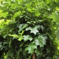 Quercus Palustris 'Green Dwarf' - Foto 1