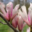 Magnolia 'Heaven Scent' - Foto 1