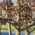 Carpinus Betulus - 2