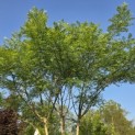 Sophora japonica - Foto 2