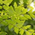 Gymnocladus dioica