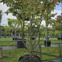 Parrotia persica - Foto 1