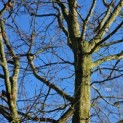 Carpinus betulus - januari 2025